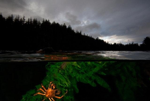 Northern kelp crab on seaweed. (Photo by David Hall)