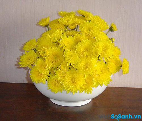 9 cách cắm hoa cúc cho cô nàng vụng về | websosanh.vn