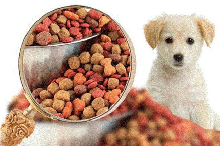 Bạn nên tìm hiểu và lựa chọn thực phẩm dinh dưỡng phù hợp cho cún