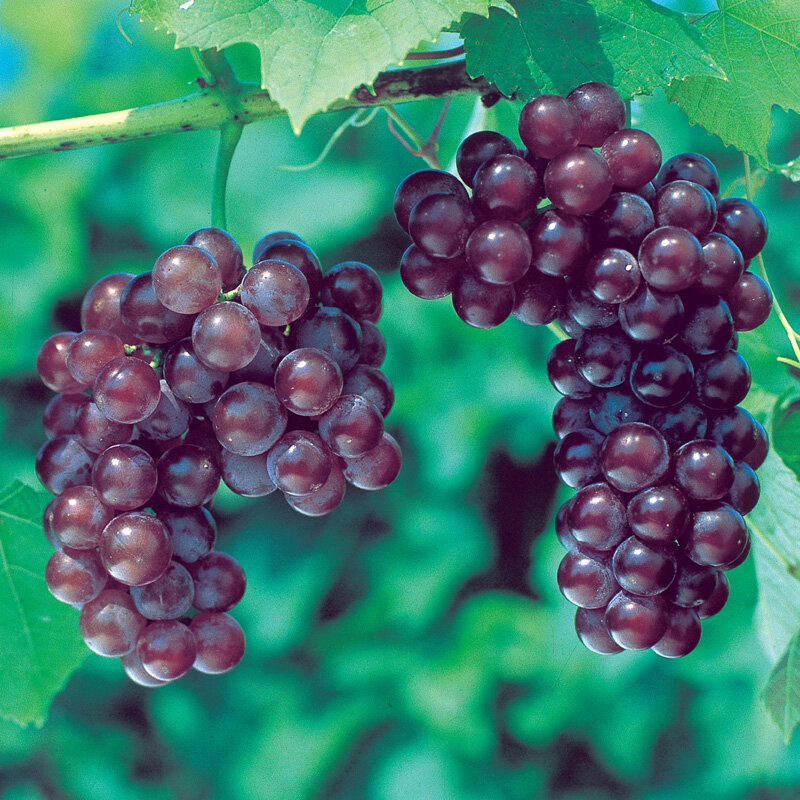 Grapes should be separated into small bunches before washing