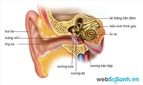 Ốc tai điện tử tác động trực tiếp lên hệ thần kinh thính giác để chuyển tín hiệu âm thanh lên não