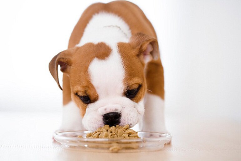 You can feed your dog dry food when the dog is 2 - 6 months old