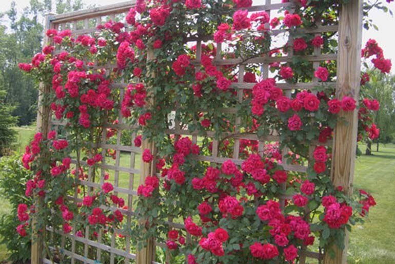 cách trồng hoa hồng leo