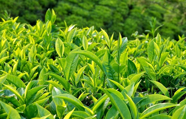 Uses of green tea leaves