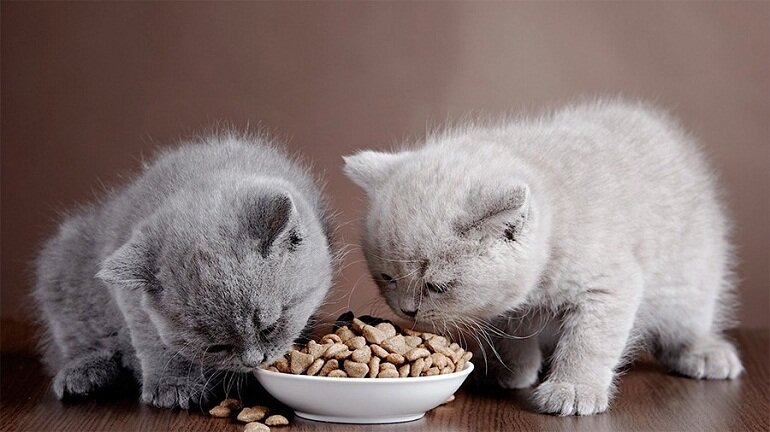 Thức ăn khô cho mèo rất tiện lợi nên được nhiều sen sử dụng