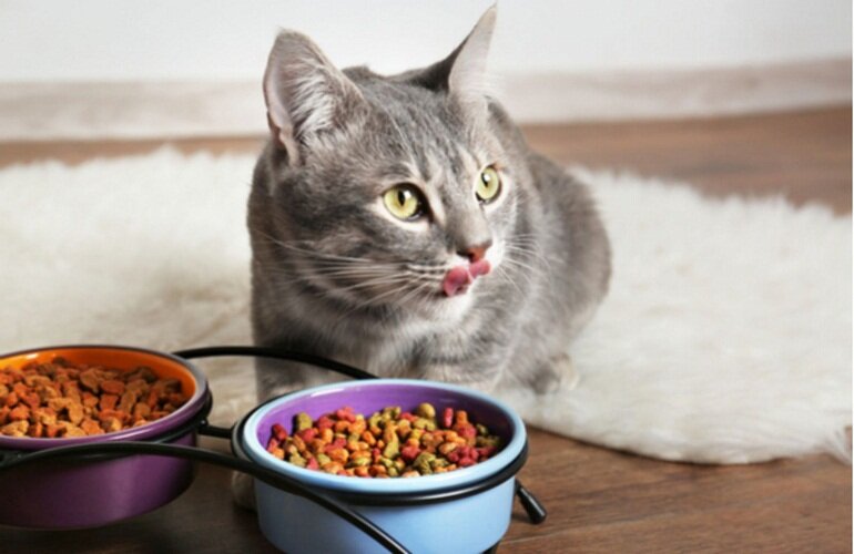Mỗi bữa các sen chỉ cần cho mèo ăn khoảng 3-4 thìa thức ăn khô là đủ