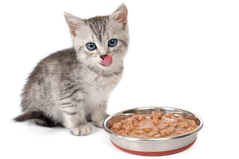 Food for 1 month old kittens needs to be cooked very soft.