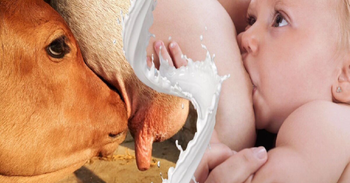 Sữa non là gì và sữa non có tác dụng gì cho con người đặc biệt là trẻ sơ sinh?