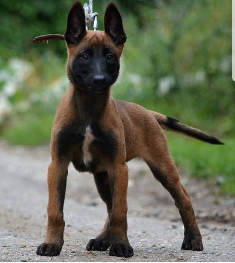 Nhóm thức ăn cho chó Malinois phát triển nhanh và đặc biệt thông minh ...