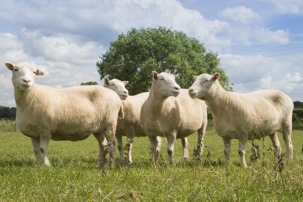 Lông cừu tự nhiên có nhiều ứng dụng, trong đó có sử dụng để làm chăn giữ ấm