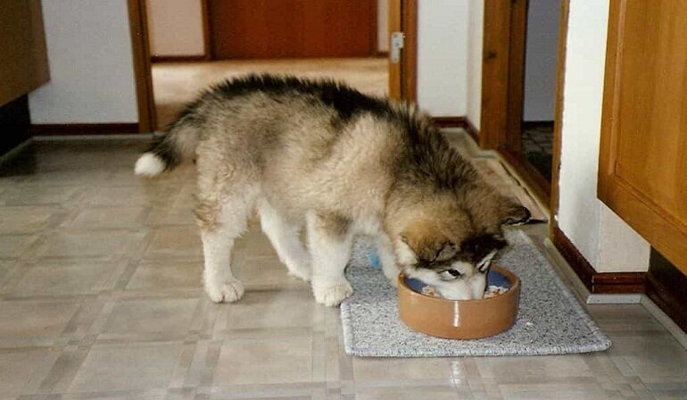 Tần suất và khối lượng thức ăn nên tăng dần theo độ tuổi của chó Alaska