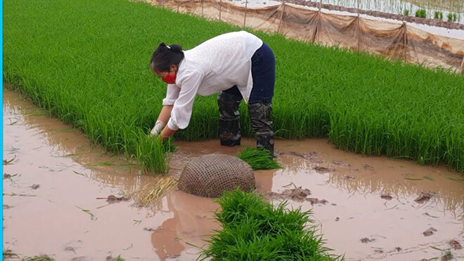 cách gieo mạ cho máy cấy lúa mạ nhổ