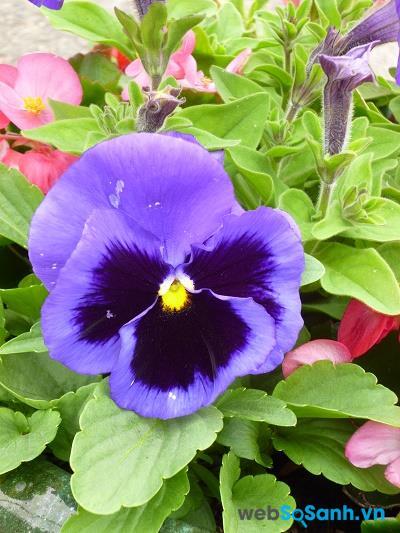 Hỉnh ảnh chụp ở tiêu cự 70 mm, khẩu độ f/5 và ISO 100 Hỉnh ảnh chụp ở tiêu cự 70 mm, khẩu độ f/5 và ISO 100