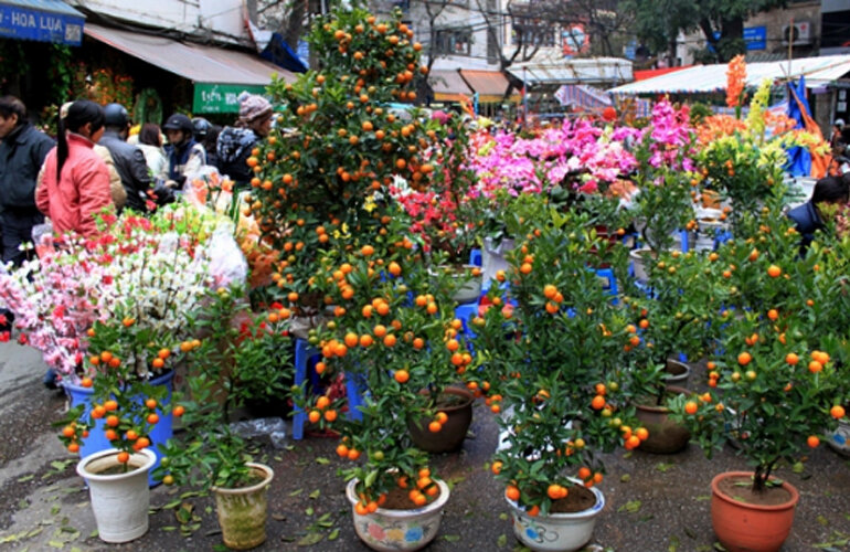 Bán hoa tết, cây cảnh, cây lộc