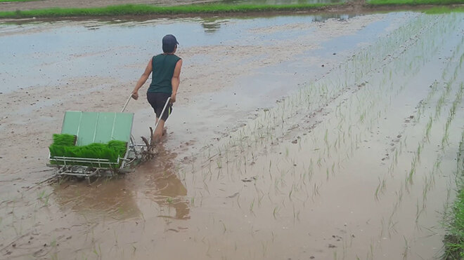 máy cấy văn lang