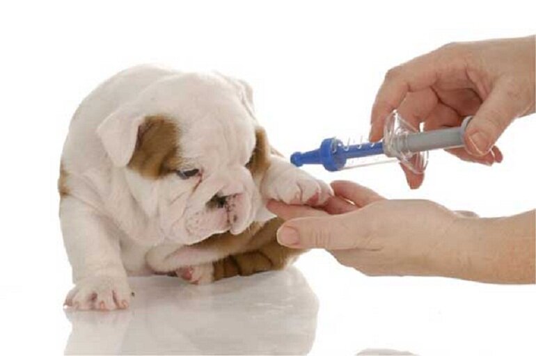 Fully vaccinate puppies