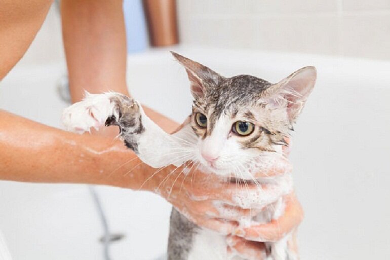 Mèo là động vật không ưa nước nên việc tắm rửa cho chúng sẽ gặp nhiều khó khăn hơn