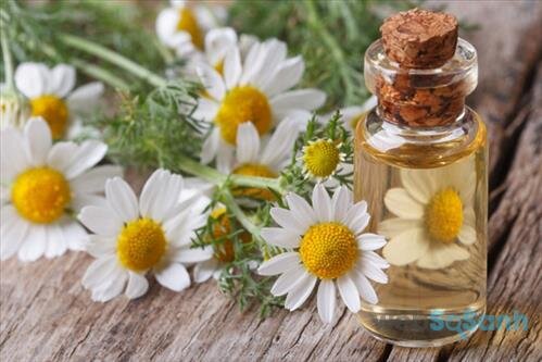 Chiết xuất hoa cúc rất nổi tiếng trong việc trị mụn, làm giảm kích ứng da