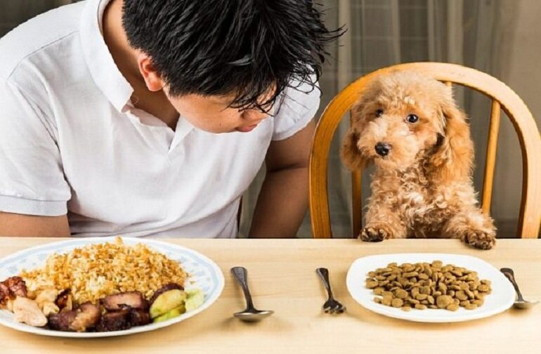 Thức ăn khô cho chó là gì?