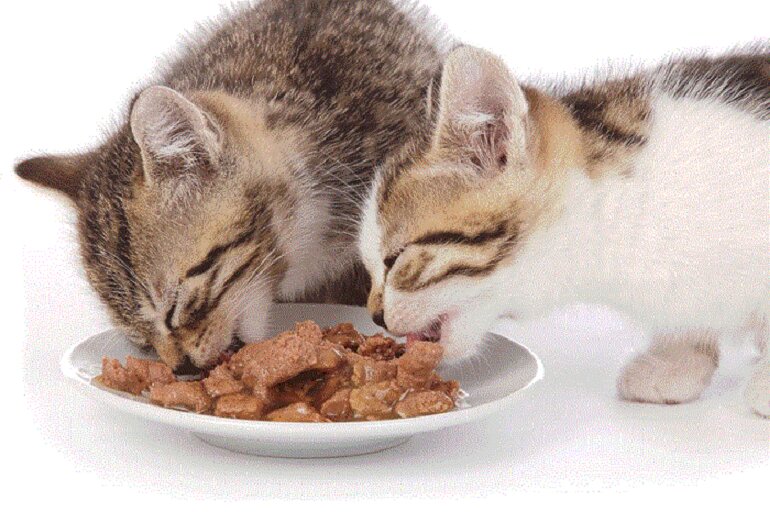 What do 2 month old kittens eat?