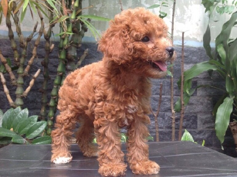 The reddish brown fur color of the poodle is very easy to fade and become pale.