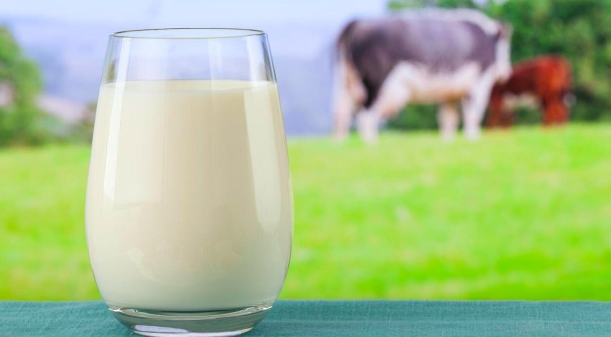 Sữa bò - nguồn canxi, protein và vitamin tuyệt vời 