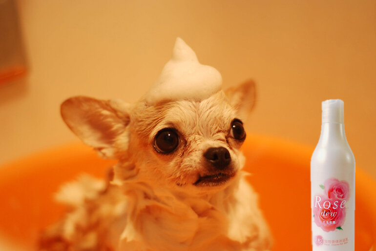Joyce & Dolls Rose Dew dog shampoo has good foaming ability
