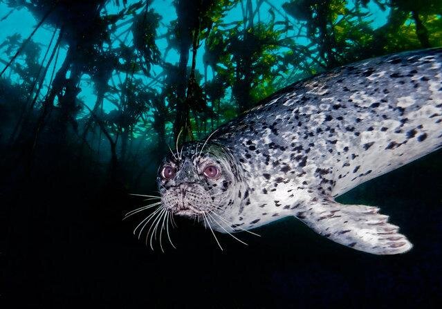 Harbor seal. (Photo by David Hall)