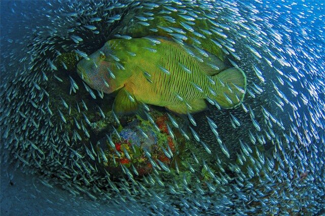 “7584 Fish”. On a windy day right after a Cyclone passed the far northern Great Barrier Reef i took some friends out to the reef. Never before i saw that many glass fish on this particular coral “bommie”. Just when i setup my camera, this Napoleon Wrasse swam right through the school of fish building a living frame. Photo location: Cairns, Great Barrier Reef, Flynn Reef, Australia. (Photo and caption by Christian Miller/National Geographic Photo Contest)