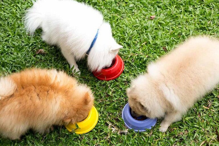 The diet of Pomeranians will vary according to age