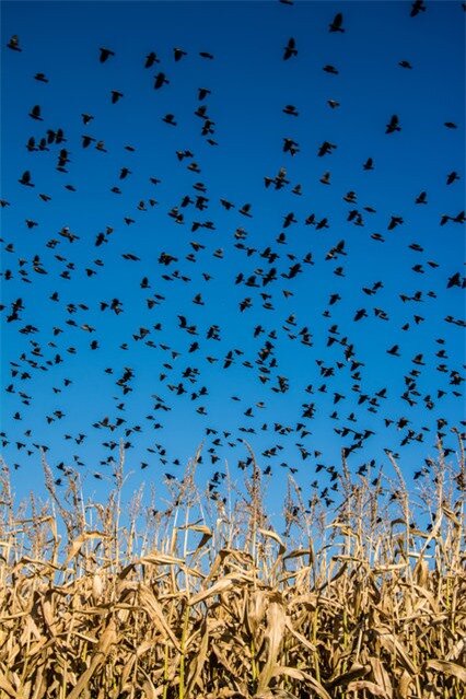 “An aMAZEing sight”. Just as my kids and I were about to make our way through a corn maze a flock of red winged blackbirds took off over the corn field. What a sight! Photo location: Sturgeon Falls, Ontario, Canada. (Photo and caption by Cindy Rossit/National Geographic Photo Contest)