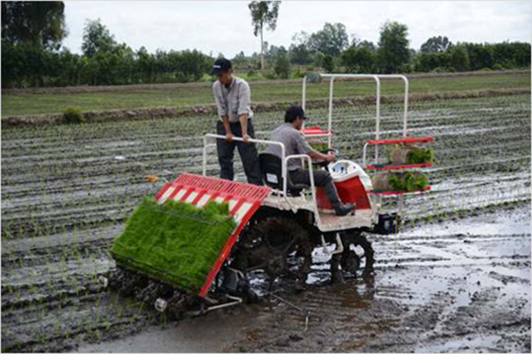 máy cấy lúa yanmar vp7d25