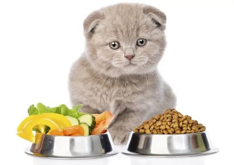 mèo con 1 tháng ăn gì