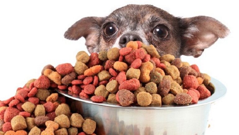 Dry dog ​​food is pre-processed products