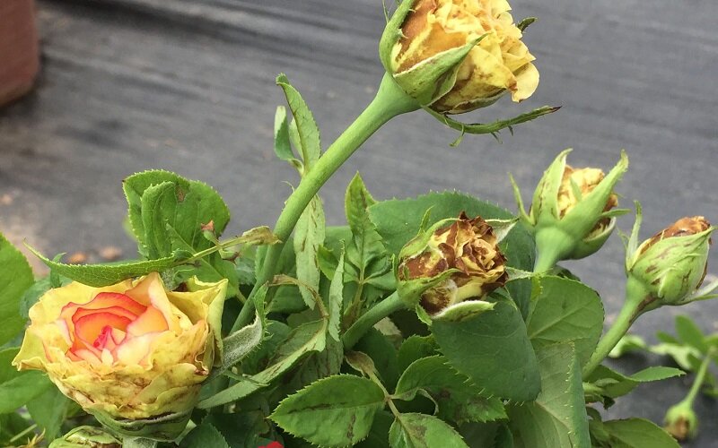 Tip: Using beer to water rose plants helps eliminate insects