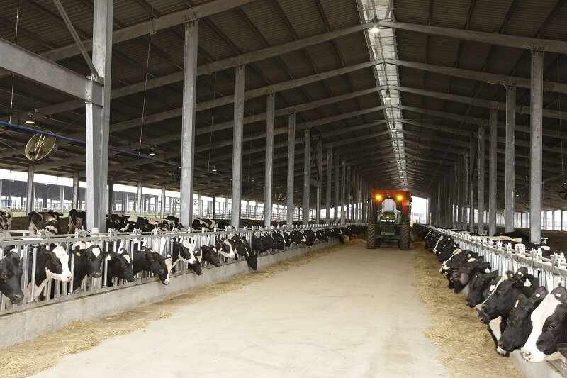 Nguồn nguyên liệu bò sữa sạch đạt tiêu chuẩn châu Âu