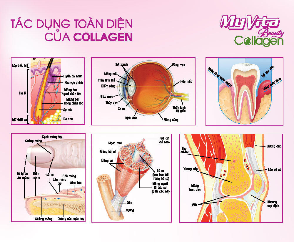 tác dụng của collagen