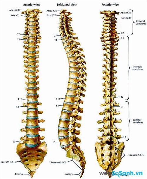 Cấu tạo xương sống người không pahir ở dạng thẳng mà cong như thế này