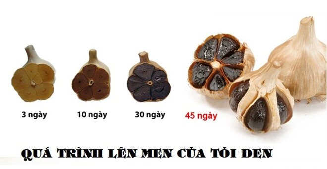 Quá trình lên men tỏi đen