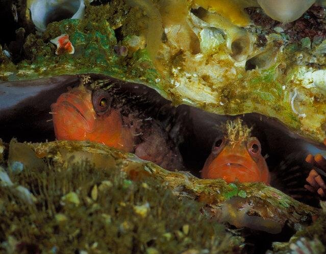 Mosshead warbonnet in an empty scallop shell. (Photo by David Hall)