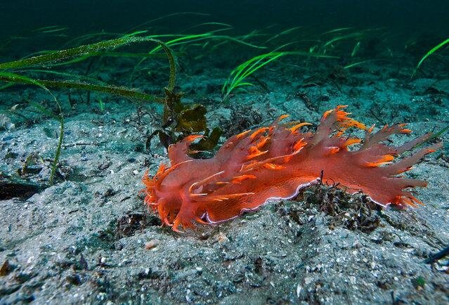 Giant nudibranch. (Photo by David Hall)