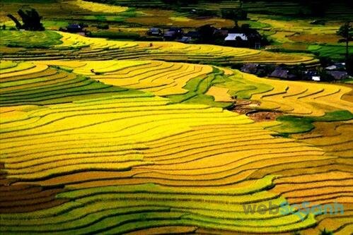 Ripe rice season in Moc Chau