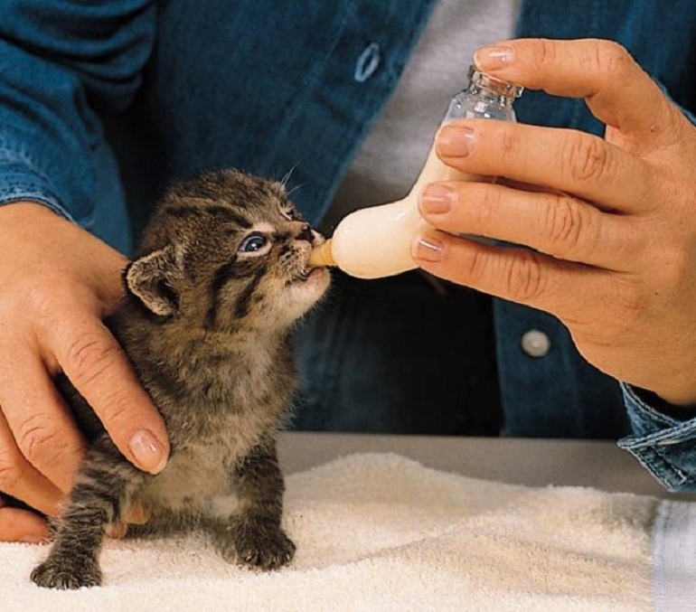 Nên duy trì cho mèo uống sữa khi tròn 2 tháng tuổi