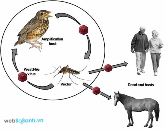 Muỗi là loài trung gian truyền bệnh do virus West Nile (nguồn: internet)