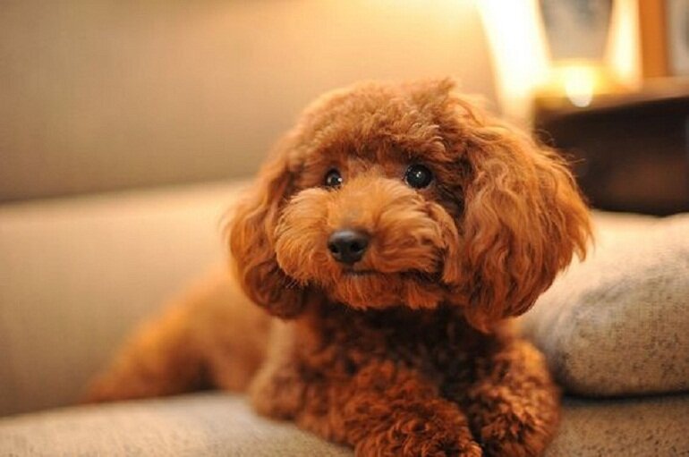 Bộ lông màu nâu của chú chó Poodle rất dễ bị phai màu