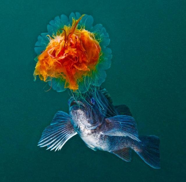 Lion's mane jellyfish and rockfish. (Photo by David Hall)