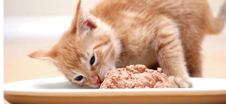 Thức ăn cho mèo con 2 tháng phải nấu chín mềm