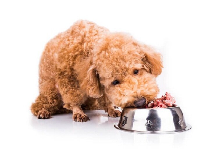 Poodle dog food