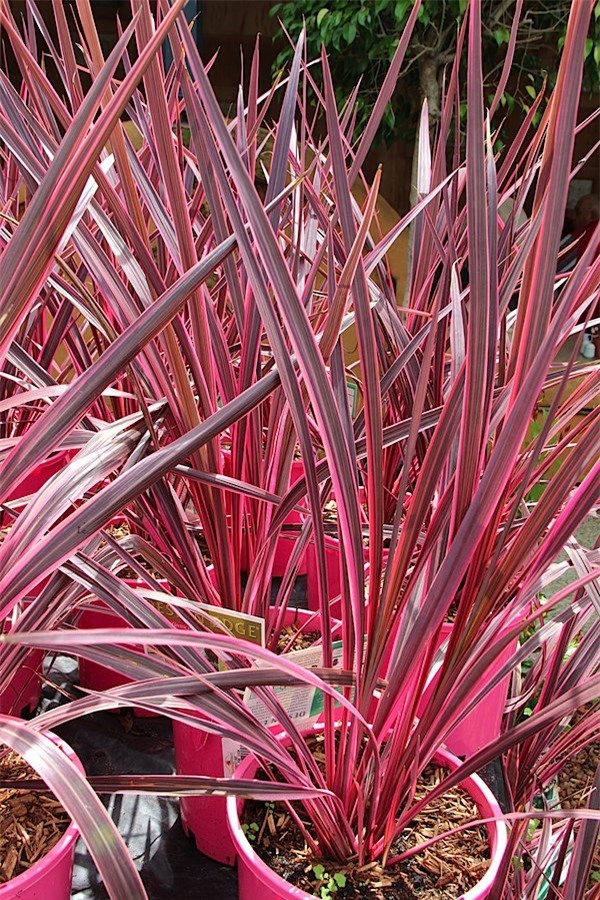 Coloured plant.JPG