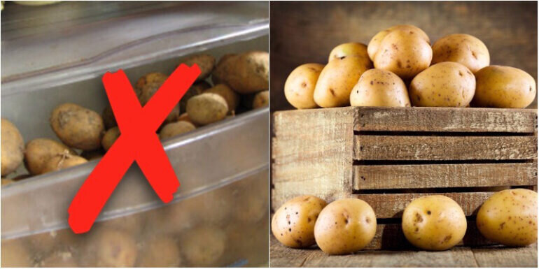 Không muốn ung thư đừng bỏ khoai tây vào tủ lạnh